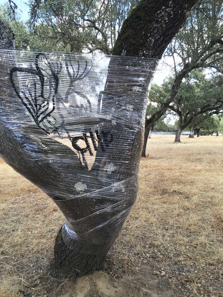 Oeuvre de Land art de l'artiste aNa Fernandes exécutée sur film transparent tendu entre des arbres.