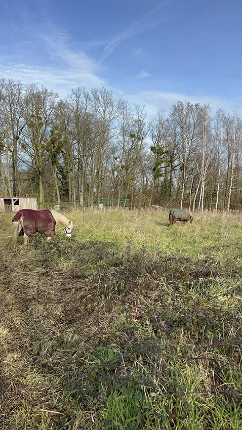 Les chevaux sur un terrain d'animation en pleine nature de my Art Box et Christophe Chazot