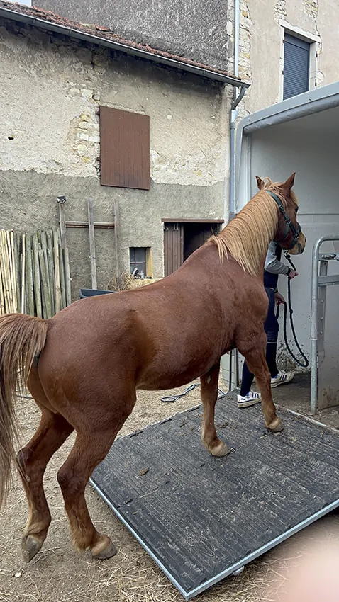 Rumba le second cheval de ana monte dans son van pour pour rejoindre la fresque du confort